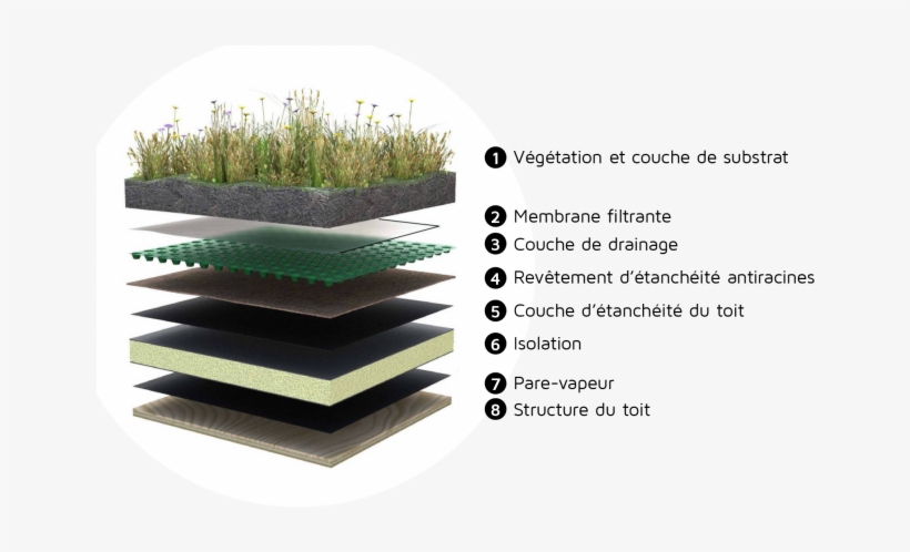 The Various Parts Of A Green Roof - Heat Absorbing Roof Materials, transparent png #1118054