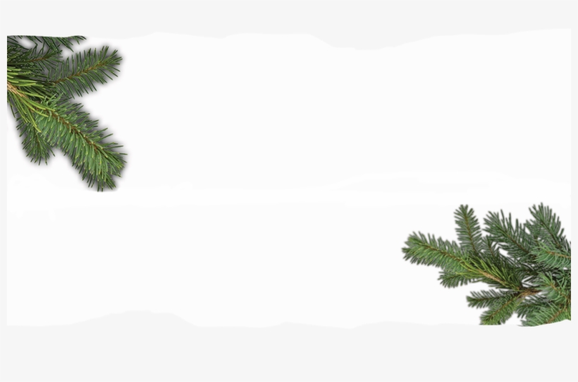 Big Game Background Pine Branches - Shortleaf Black Spruce, transparent png #1118655