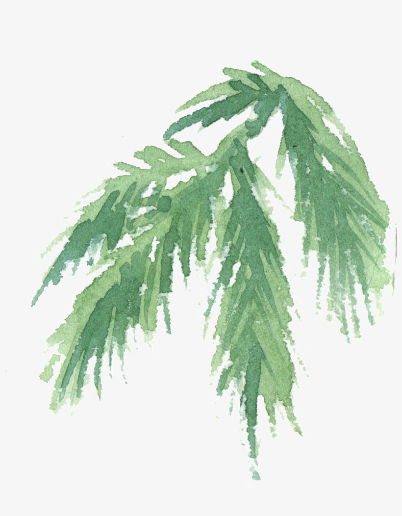 Hand Painted Coniferous Branches Watercolor Transparent - Leaf, transparent png #1118757