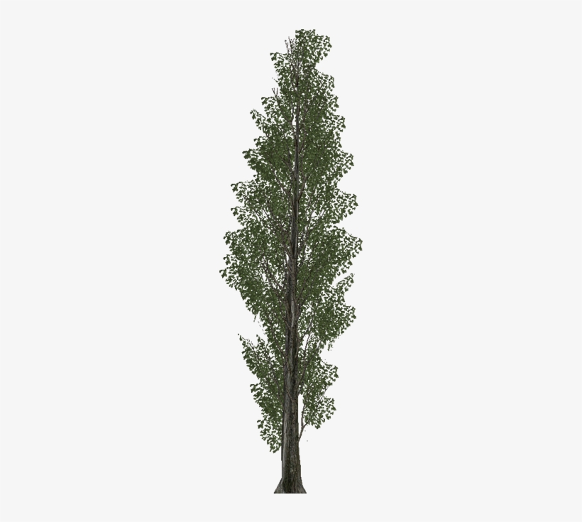 Poplar - Plantas Para Cerca Viva Murta, transparent png #1118816