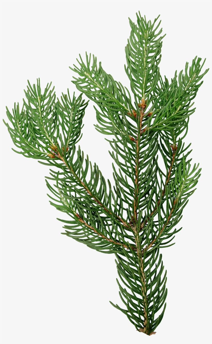Game Textures - Christmas Tree, transparent png #1118865