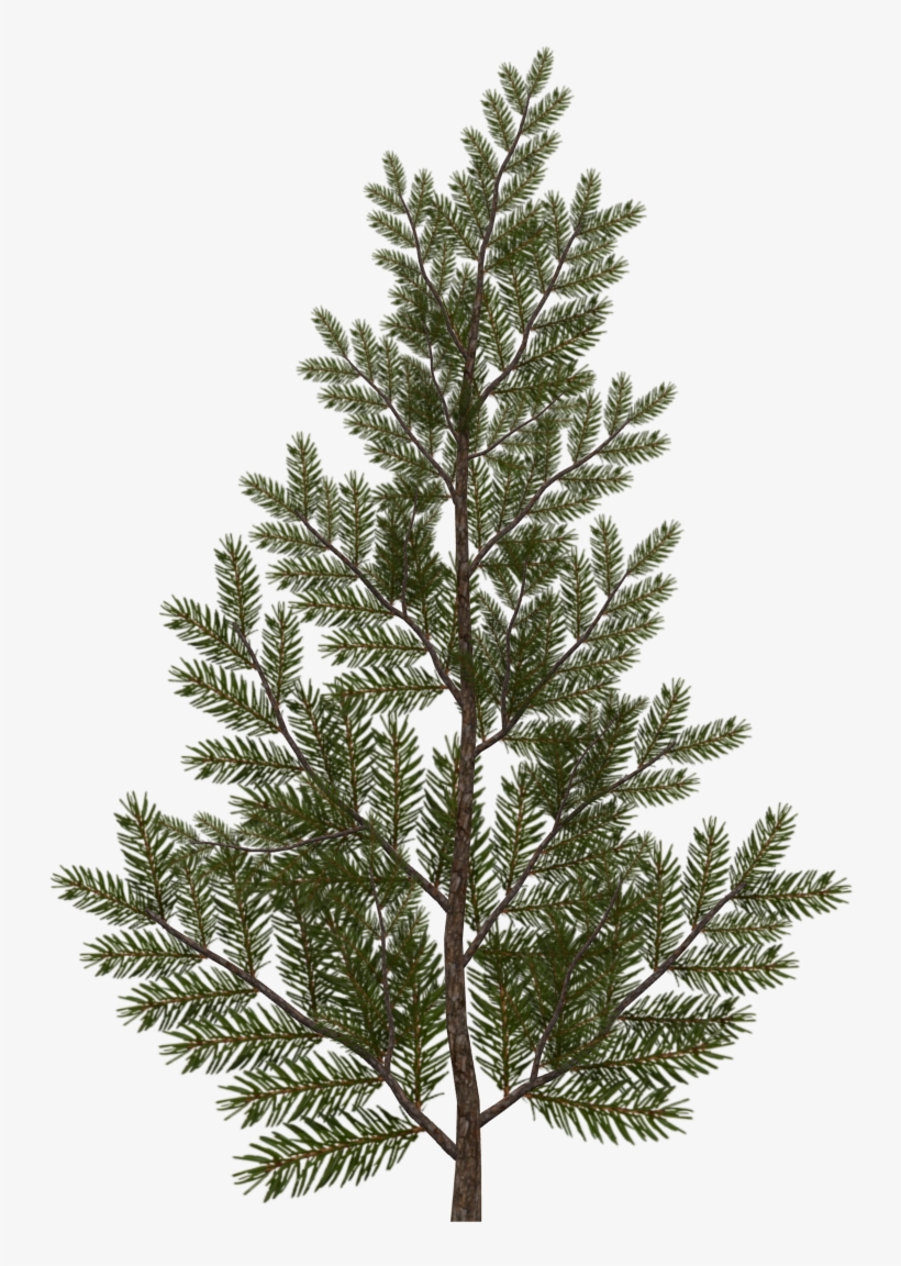 Evergreen Branch Png, transparent png #1119302