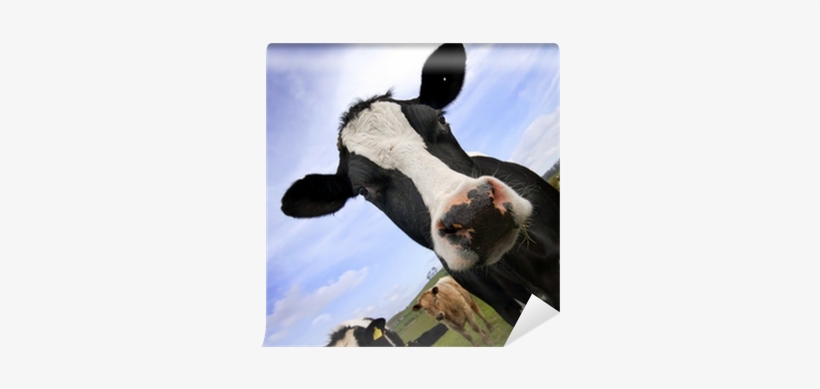 Cattle, transparent png #1119323