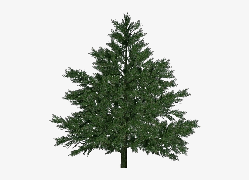 3d Trees - Pine - Pine Tree For Christmas, transparent png #1119345