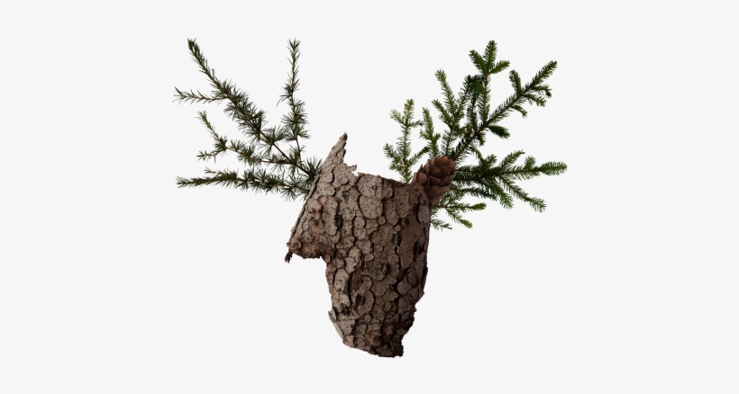 Visual Identity And Packaging Design For Wild, An Austrian - Pond Pine, transparent png #1119418