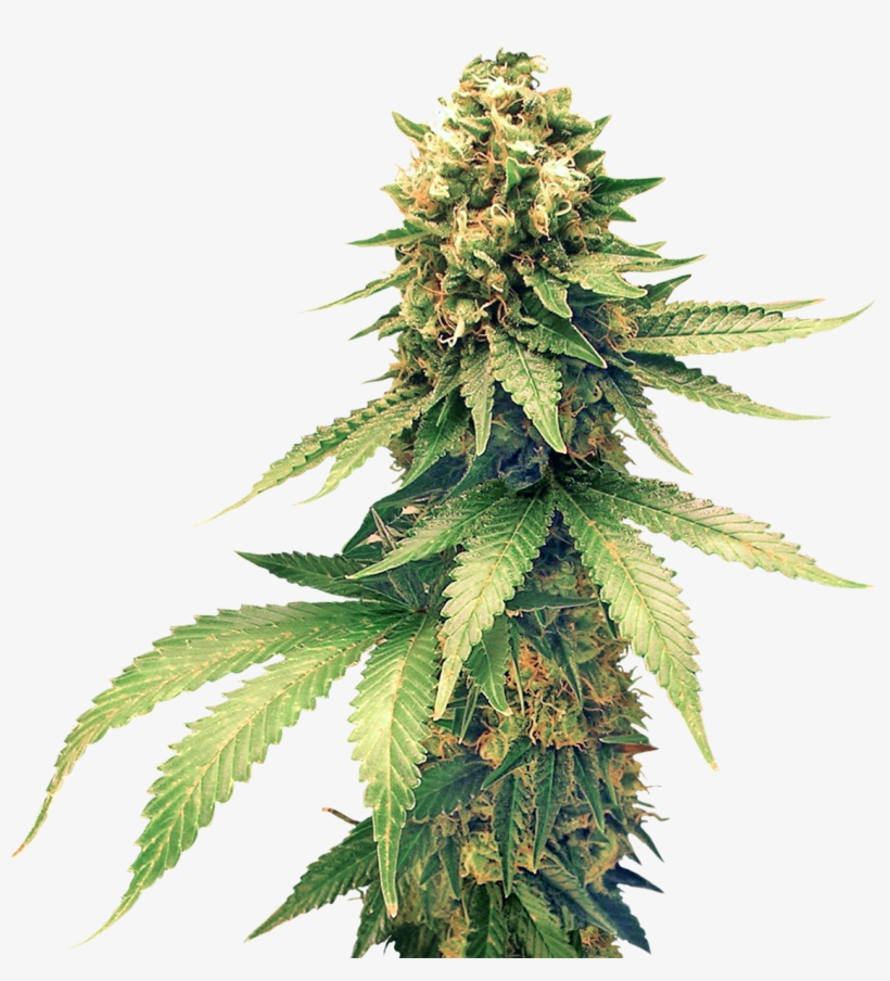 Cannabis Png Clipart - Hemp, transparent png #1119480