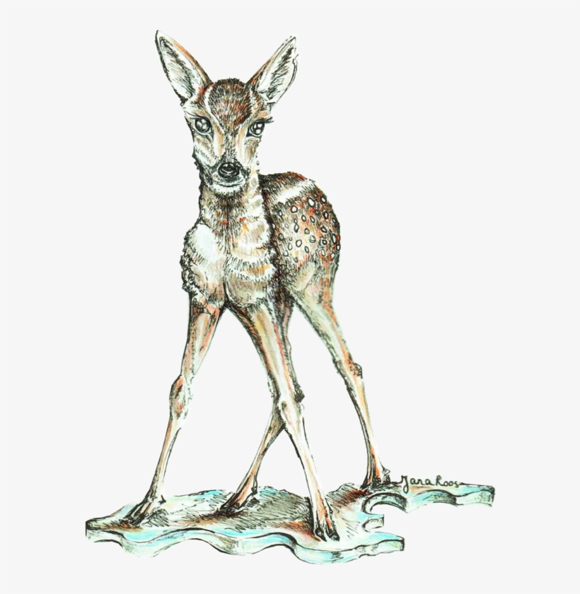 Hand Drawn Illustration - Roe Deer, transparent png #1119639