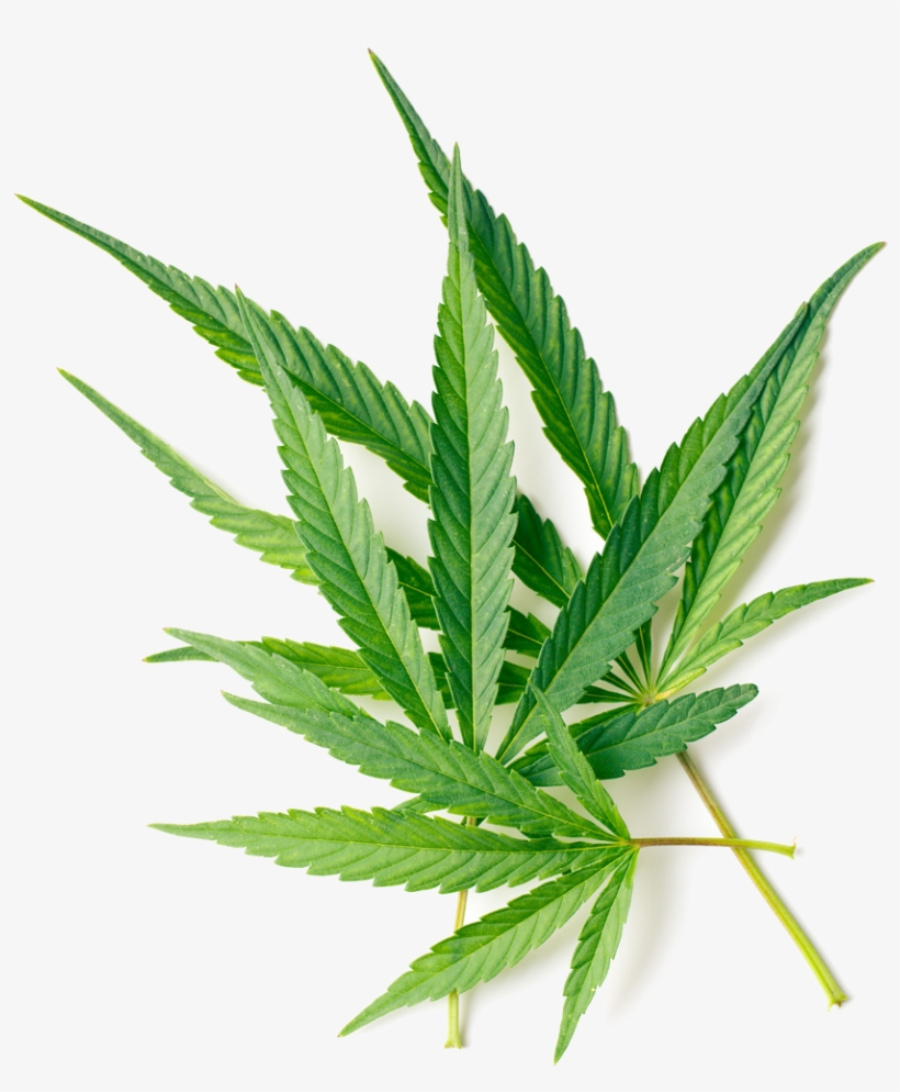 Herb Image - Ekamedica Maść Kremowa Konopna 200ml, transparent png #1119711