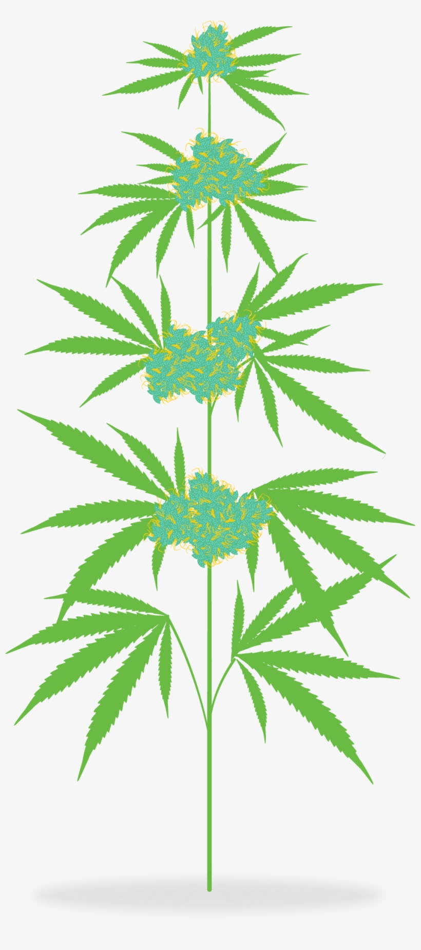 How Is Marijuana Medicine - Cannabis Clipart Png Transparent, transparent png #1119740