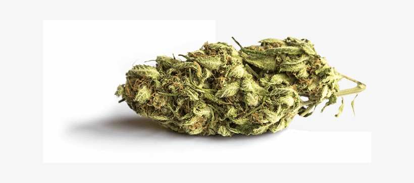 Cannabis Infused - Los Angeles, transparent png #1119784