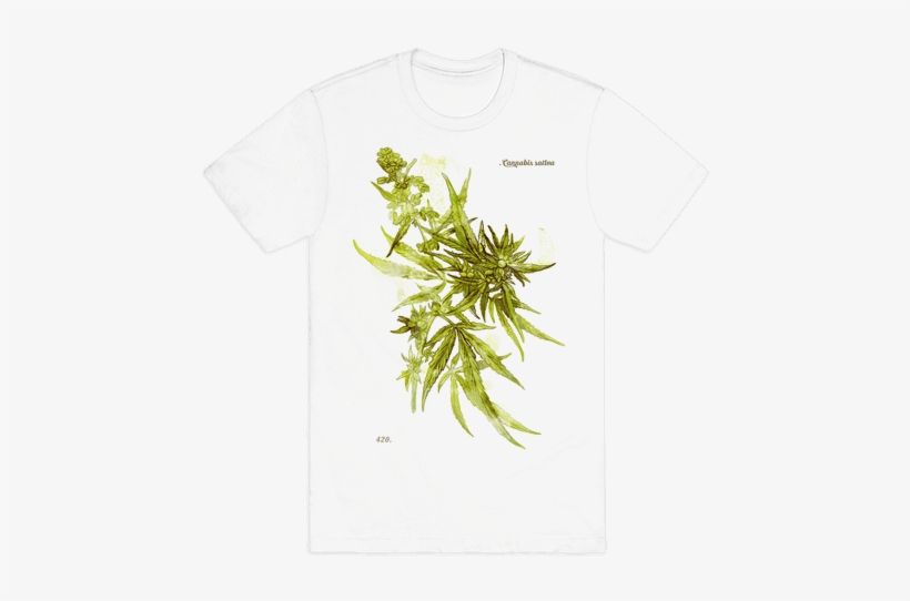 Cannabis Botanical Illustration Mens T-shirt - Cannabis Botanical Illustration, transparent png #1120004