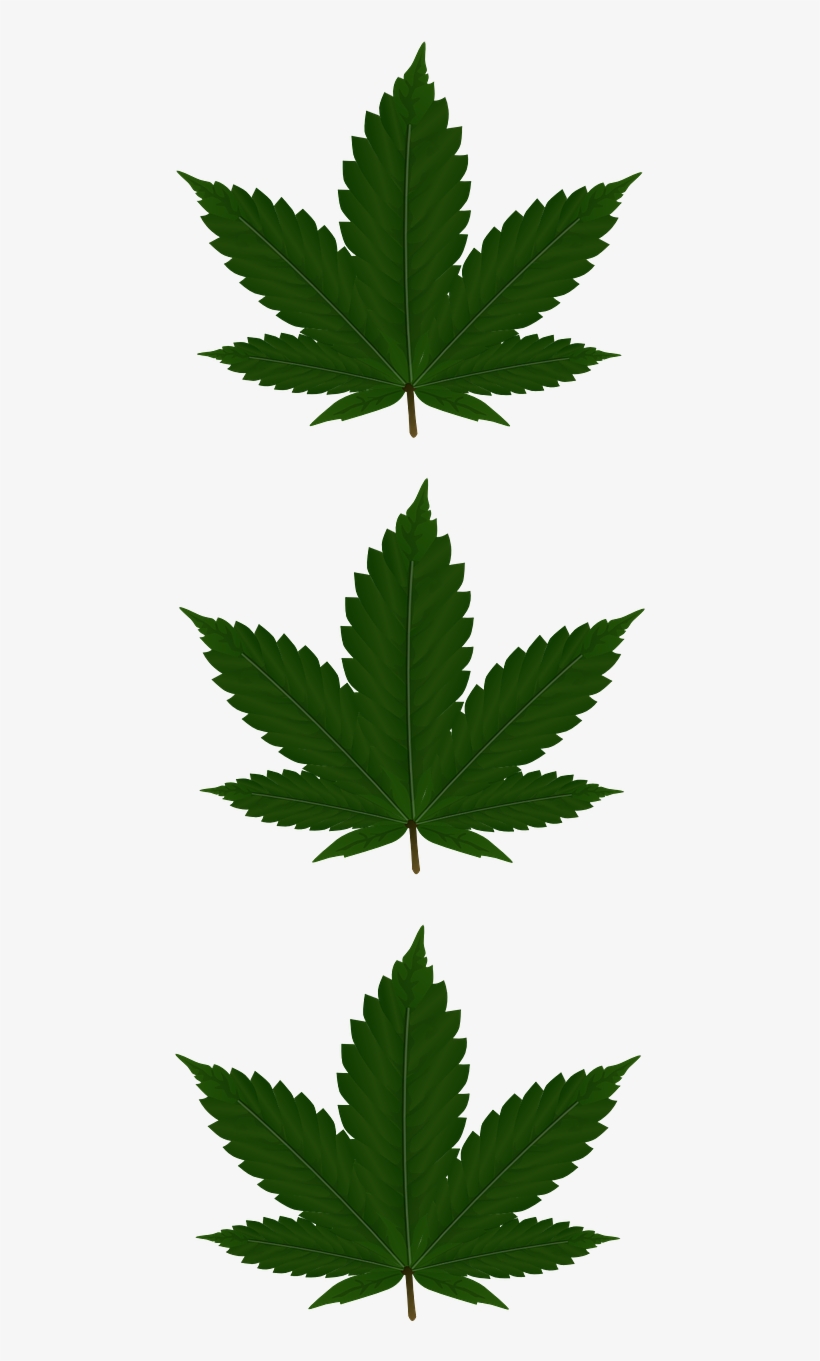 Cannabis Leaves Three - Addicted, Addidas Phone Case - Iphone 4/4s, transparent png #1120052