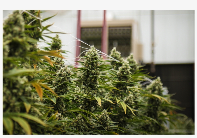 Cresco Labs Scales Up Cannabis Operations To Enter - Cresco Labs, Llc, transparent png #1120139