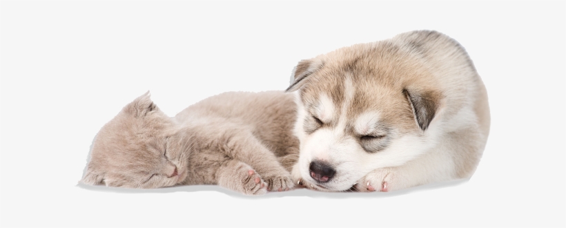 Sleeping Dog And Cat - Sleeping Puppy Png, transparent png #1121754