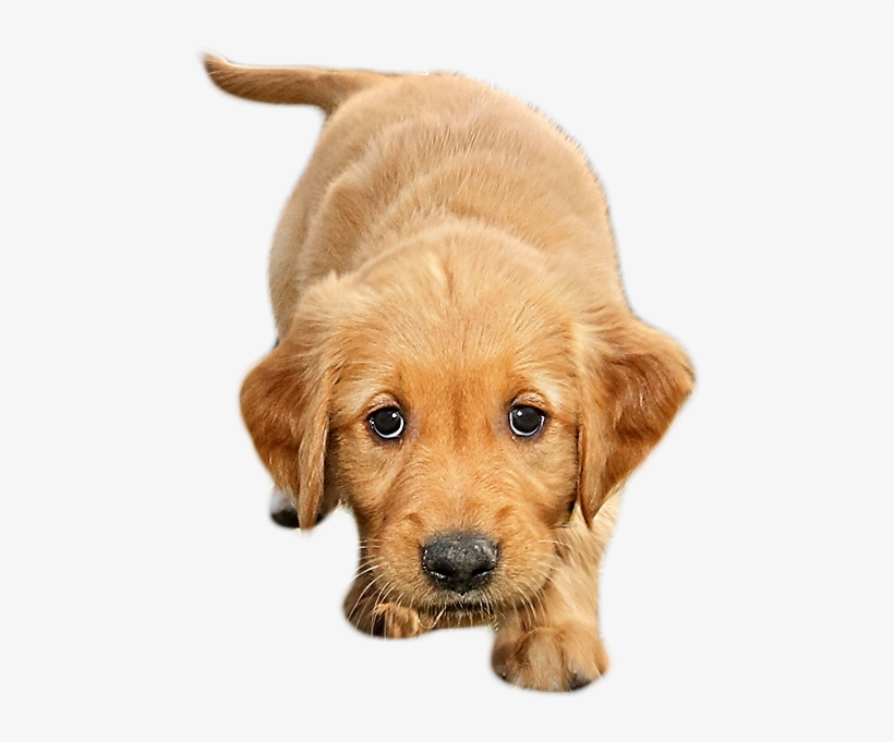 Png File - Dogs With Transparent Background, transparent png #1121801