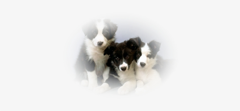 Puppies Black White - Border Collie Cachorros, transparent png #1121866