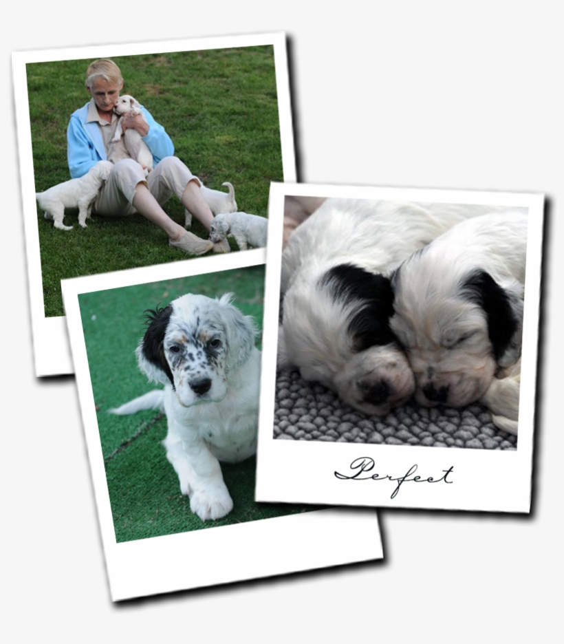 Setter, transparent png #1122550