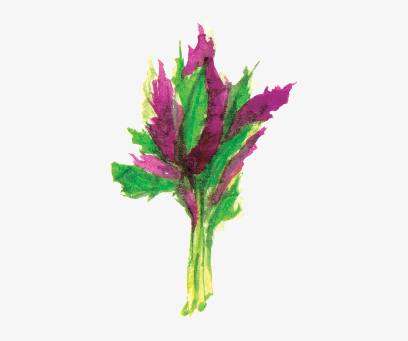 File - 觀音菜longevityspinach - Canterbury Bells, transparent png #1122902