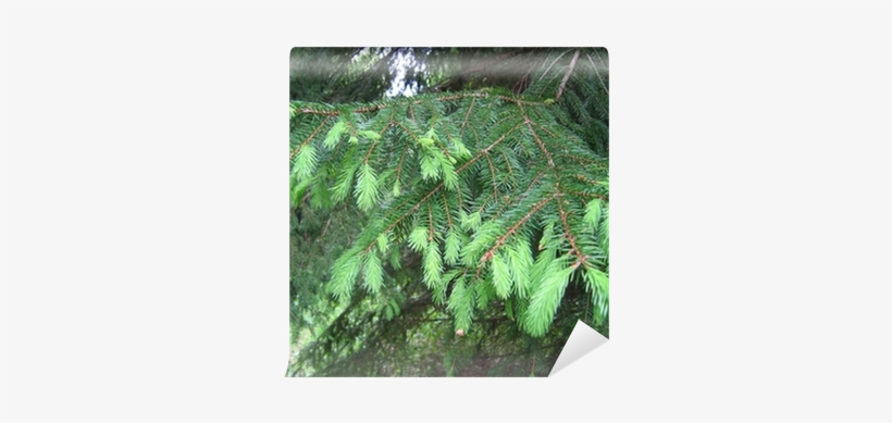 Closeup Picture Of Pine Tree Branch - Tree, transparent png #1122990