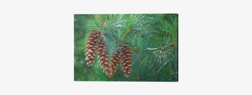 Pine Cones Hanging From A Pine Tree Branch Canvas Print - Pine Cones Hanging From Branch, transparent png #1123018