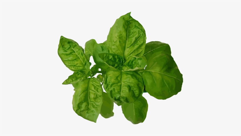Sweet - Does Basil Look Like, transparent png #1123117