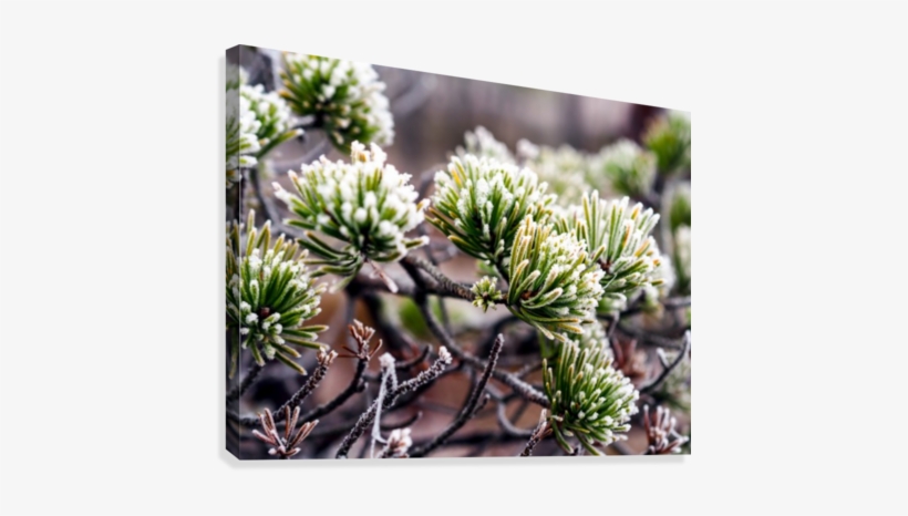 Closeup Of Pine Tree Branch In Field Of Kemeri Moor - Pond Pine, transparent png #1123326