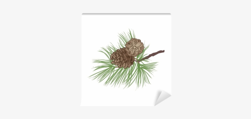 Pine Tree Branch - Pine Cone O Branch, transparent png #1123445