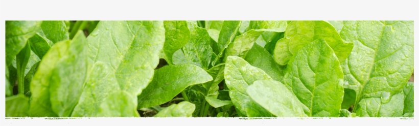 Cad Web Spinach 1800×600 - Spinach, transparent png #1123720