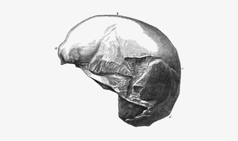 Side View Of The Cast Of Part Of A Human Skull Found - Clip Art, transparent png #1123808