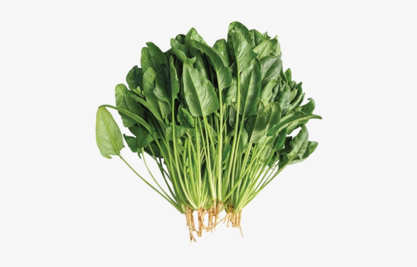 Commercial Seeds / Leafy / F1 Hybrid Spinach - Spinach, transparent png #1124310