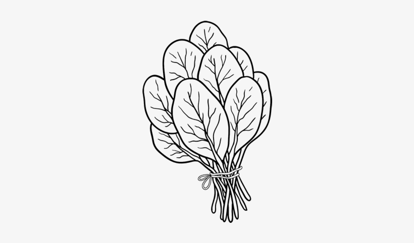 Colouring Pictures Of Spinach, transparent png #1124433