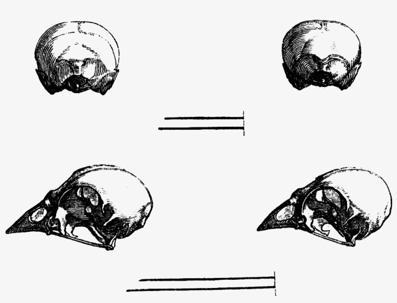Vintage Bird Skulls Clipart - Clip Art, transparent png #1131137
