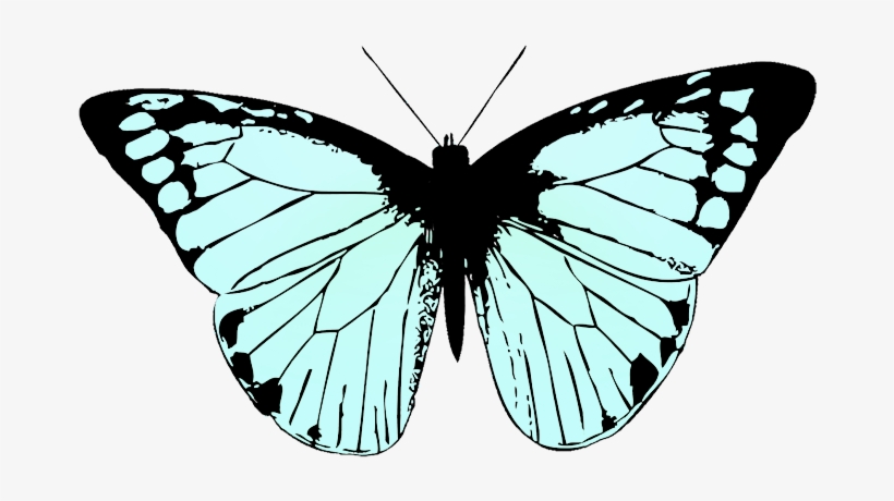 Butterfly Image Black White - Butterfly Wing Black And White, transparent png #1134251