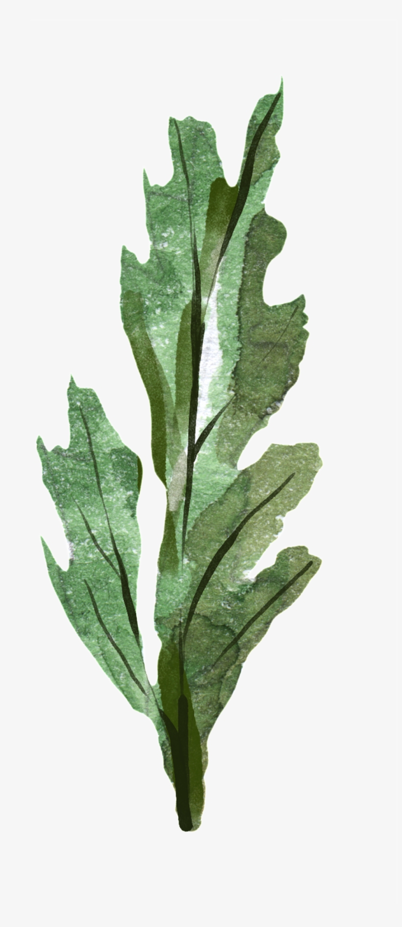 Simple Hand Painted Green Flower Branch Decoration - Chard, transparent png #1134321