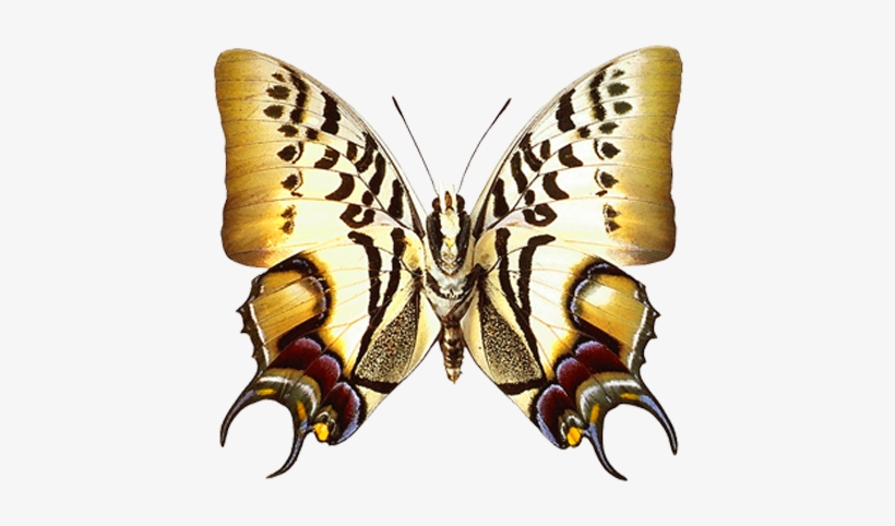 Png Transparent Real Butterfly Clipart - Lepidoptera, transparent png #1134371