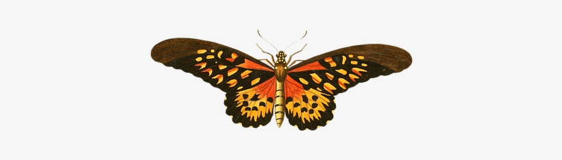 Butterfly, Animal, Insect, Isolated - Memory Book Belongs To: ________________________________, transparent png #1134428