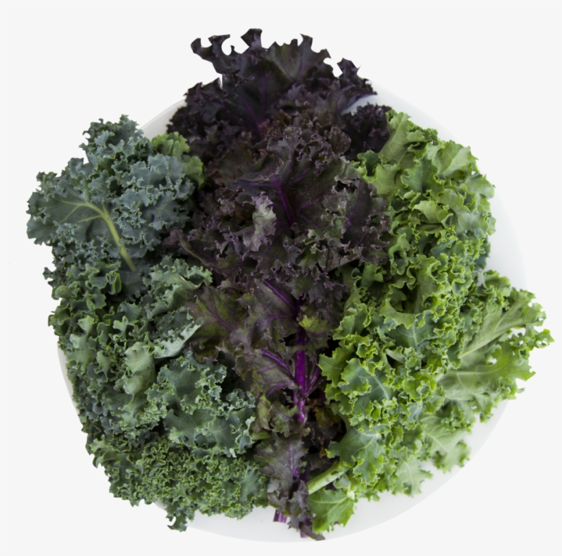 Kale - Curly Kale, transparent png #1134495