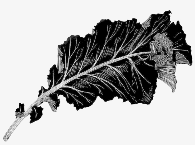 Kale - Portable Network Graphics, transparent png #1134556