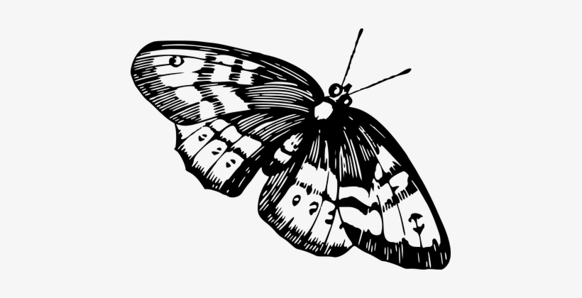 Animal Butterflies Butterfly Insect Butter - Anatomical Butterfly Iii Throw Blanket, transparent png #1134634