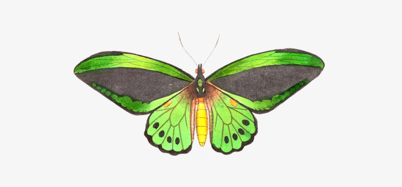 Butterfly, Animal, Insect, Isolated - Vision Studio - Butterfly Prose Ii Canvas, transparent png #1134703