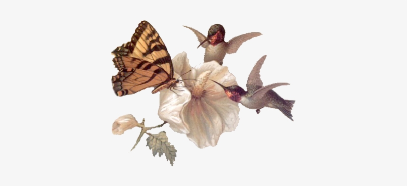 Clip Art Graphics - Butterfly And Hummingbird Clip Art, transparent png #1134764