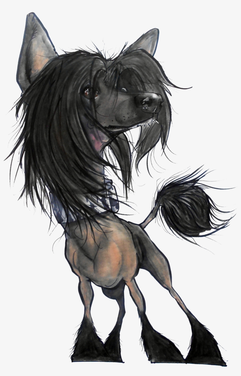 Basic Pet Portrait By John Lafree Johnlafree - Chinese Crested Dog, transparent png #1134955