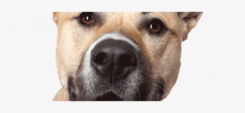 Dog Face Main600png - Dog Heads Png, transparent png #1135166