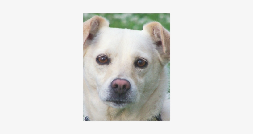 Dog Face Close-up Poster - Blond Dog Portrait Framed Art Print - Scoop Black Mini, transparent png #1135247