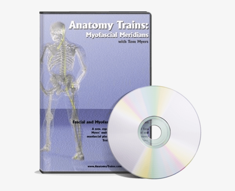 Myofascial Meridians - Anatomy Spiral Line Train, transparent png #1138912