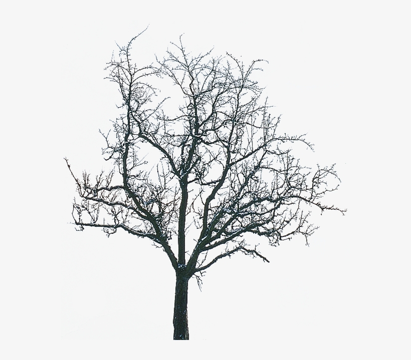 What You Need In Winter For Trend - Transparent Winter Tree Png, transparent png #1138977