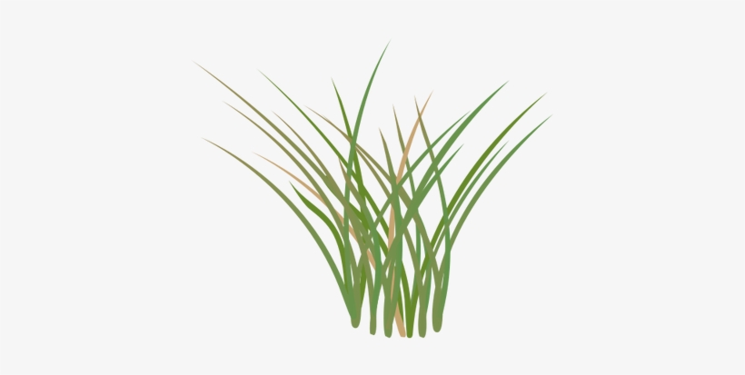 Grass Vector Png Cartoon Grass Field Image - Salt Marsh Plants Drawing, transparent png #1140574