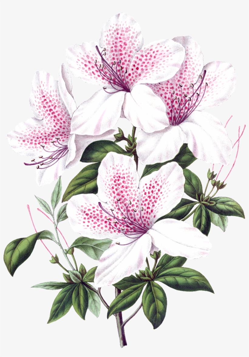 Beautiful Blooming Lily Flowers Transparent - White Flower Png Botanic, transparent png #1140710
