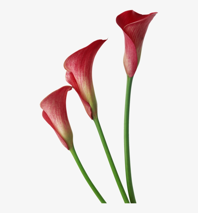 Abc Duendes Png - Red Calla Lily Flower, transparent png #1140864