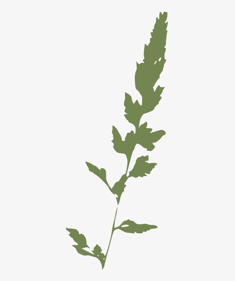 Free Vector Canary Grass Clip Art - Grass Clipart, transparent png #1141006